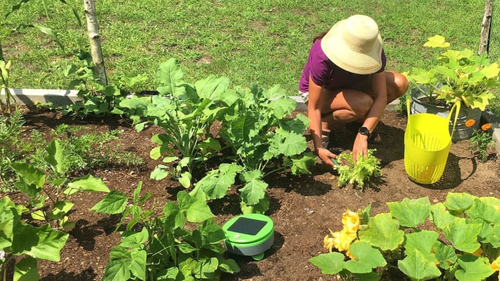 Love gardening but hate weeding? This little robot can help.