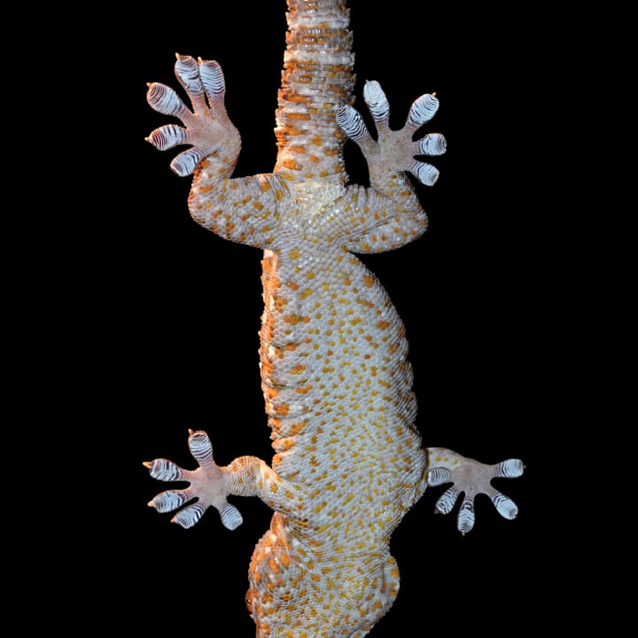Tokay gecko viewed from below