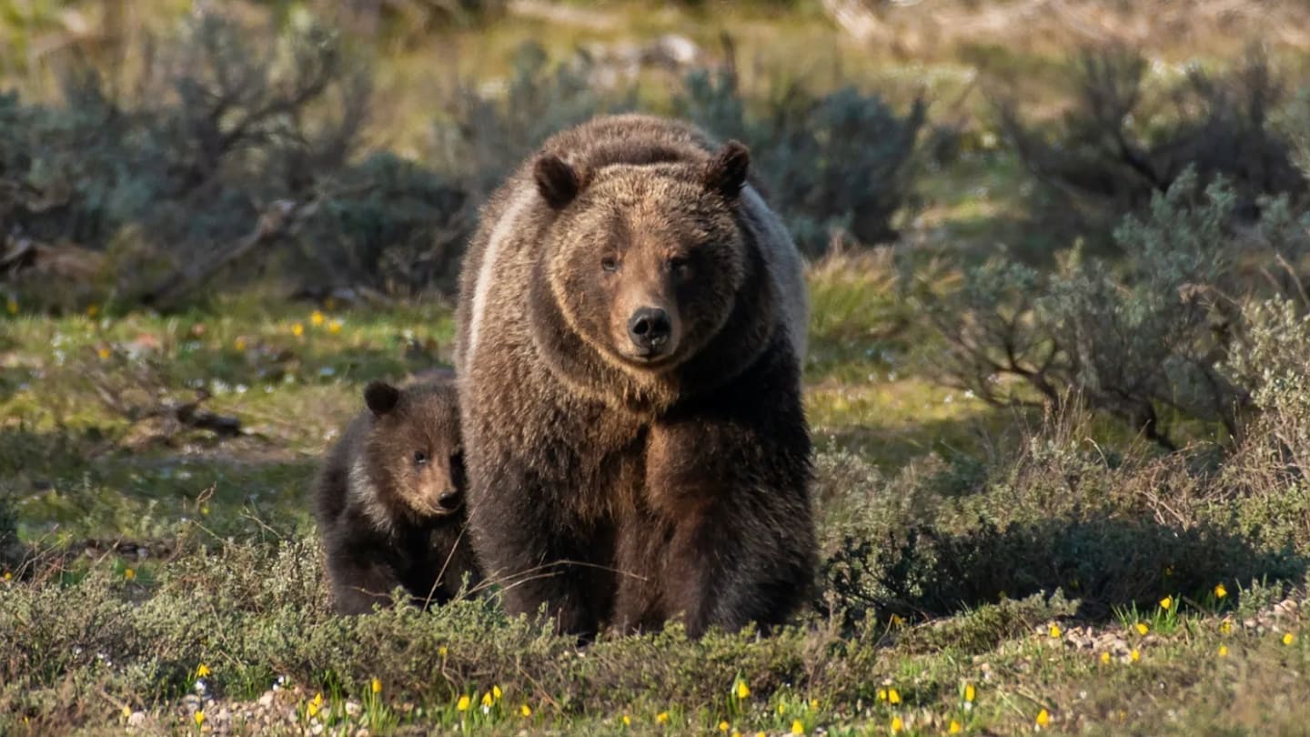 Famous Grand Teton National Park Grizzly Bear Killed in Vehicle Collision