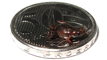 Here’s the newly-discovered flea toad on top of a coin.
