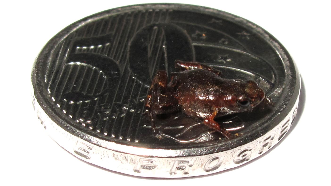 Recently Discovered ’Toadlet’ Is One of Smallest Vertebrates on Earth