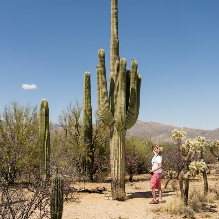 A woman looks up at a giant saguaro in Saguaro National Park.