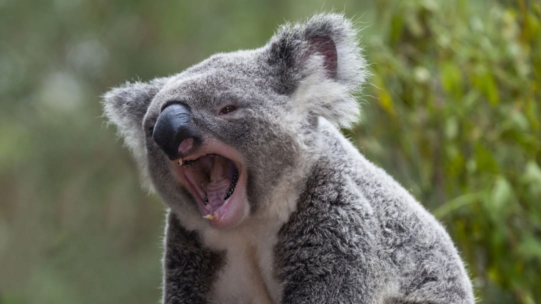 The sound koalas make is quite startling.