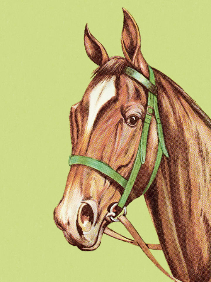 illustration of a horse on a green background