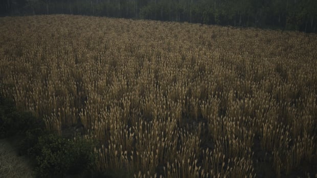Manor Lords screenshot showing a field of barley in the rain.