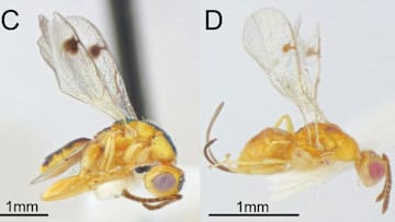 These are two species of Bootanomyia dorsalis wasps introduced from Europe.