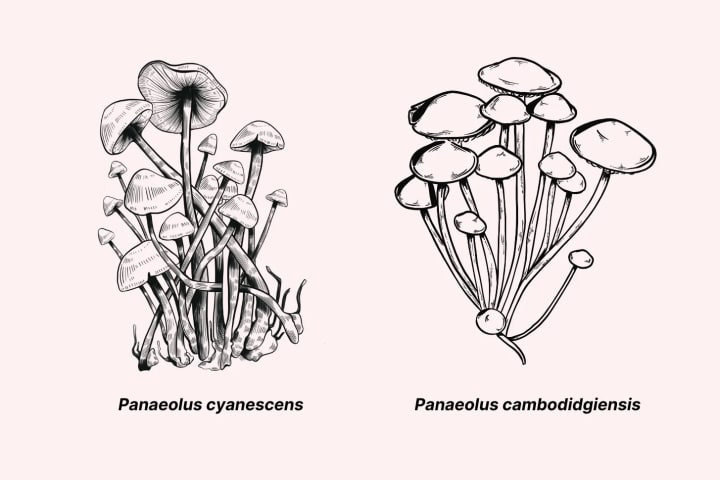 Panaeolus: This species contains (at least) 13 psychoactive members. They’re generally considered weaker than Psilocybe mushrooms and produce significantly lower yields when cultivated.