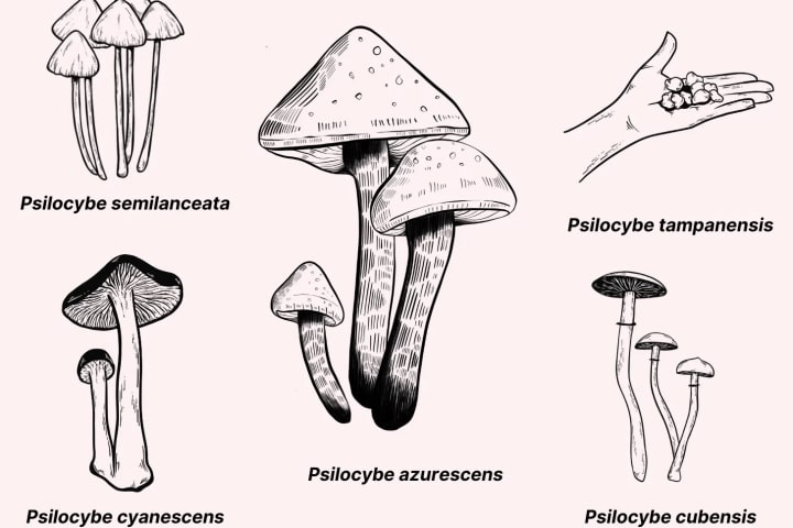 This is the most common species of magic mushrooms and the source of all magic mushroom “strains.” 