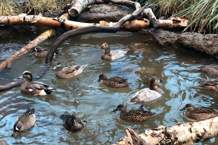 Ducks in the water in the National Zoo's Prairie Pothole Aviary.