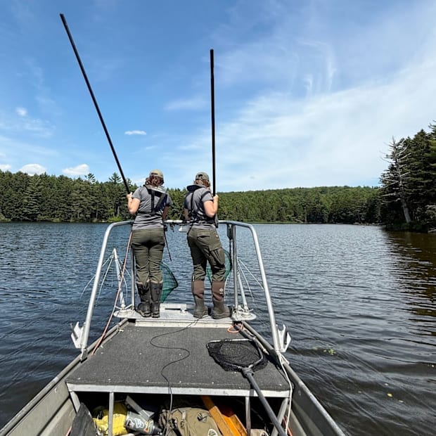 Two Maine biologists standing on the front platform of an electrofishing boat looking for largemouth bass.