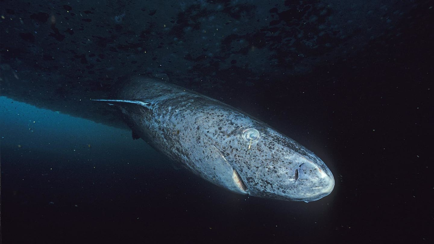 Greenland Sharks Are living Longer Than Any Different Vertebrates. New Proof May Assist Us Perceive Why