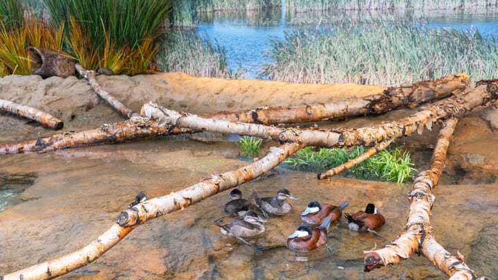 Ruddy ducks in the Prairie Pothole Aviary.