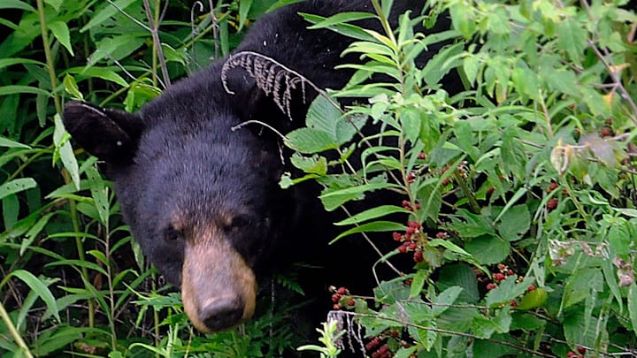 This isn't just a black bear. It's a Great Smoky Mountains black bear, inspiration for Sevier County High School's mascot.