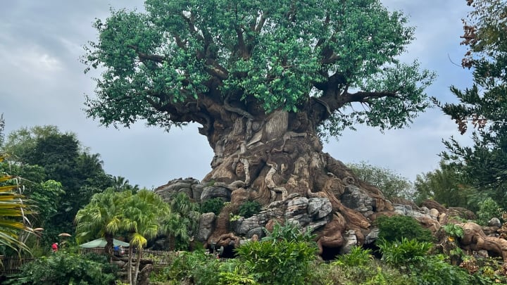 Tree of Life at Walt Disney World's Animal Kingdom
