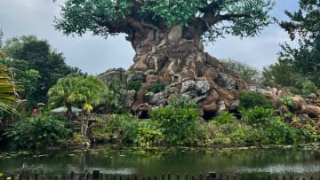 Tree of Life at Walt Disney World's Animal Kingdom. Image courtesy Rob Schwarz Jr.
