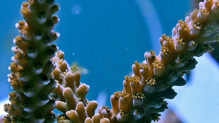 Quarantined Elkhorn coral, collected by the University of Miami was monitored last year at Mote Aquaculture Park, after it was rescued from the 2023 underwater heatwave.