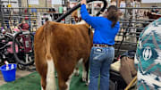 Exhibitor Preparing Her Steer for A Show