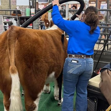 Exhibitor Preparing Her Steer for A Show