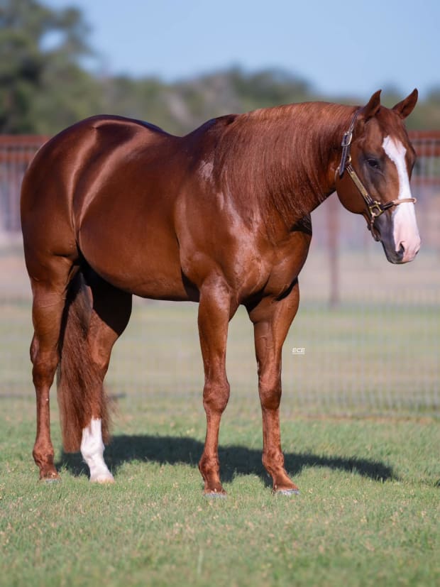 Sorrel stallion poses for conformation photo