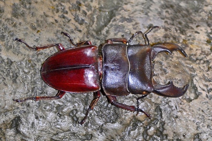 A giant stag beetle