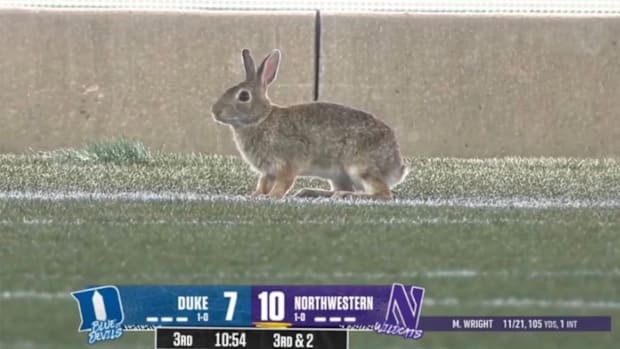 Bunny on the field