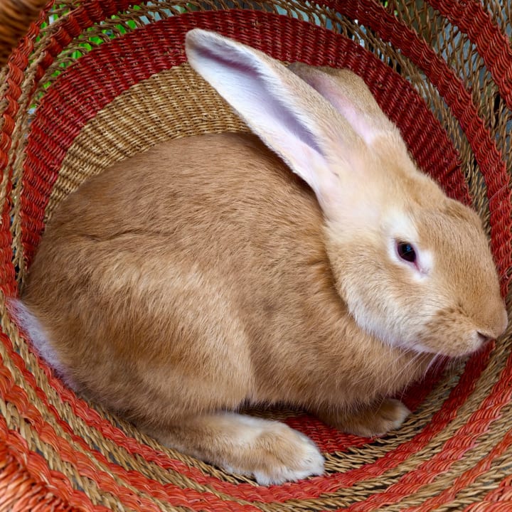 A young sandy-colored Flemish giant rabbit in basket. 