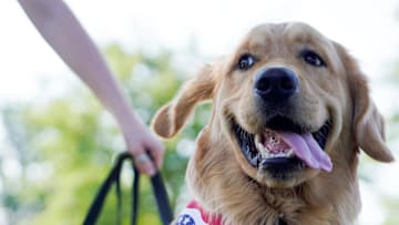Golden Retriever Harry Hongisto, 1, of Clawson, smiles during the Fourth of July parade in Clawson on Tuesday, July 4, 2023.