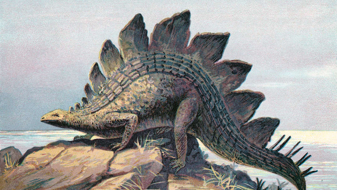 Stegosaurus: the state dino of Colorado. Stegosaurus: the state dino of Colorado.