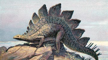 Stegosaurus: the state dino of Colorado.