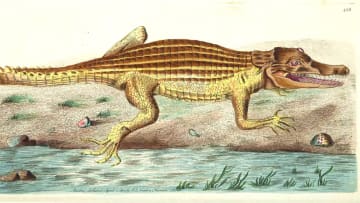 A semi-accurate rendering of a crocodile.