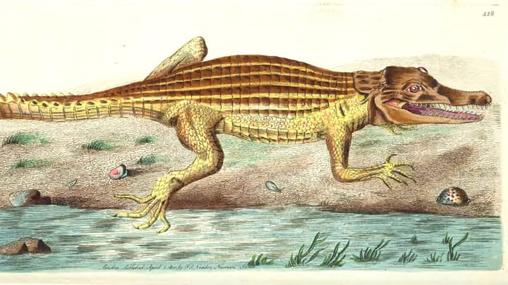 A semi-accurate rendering of a crocodile.