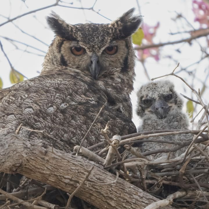 Adult great horned owl in a nest with an owlet