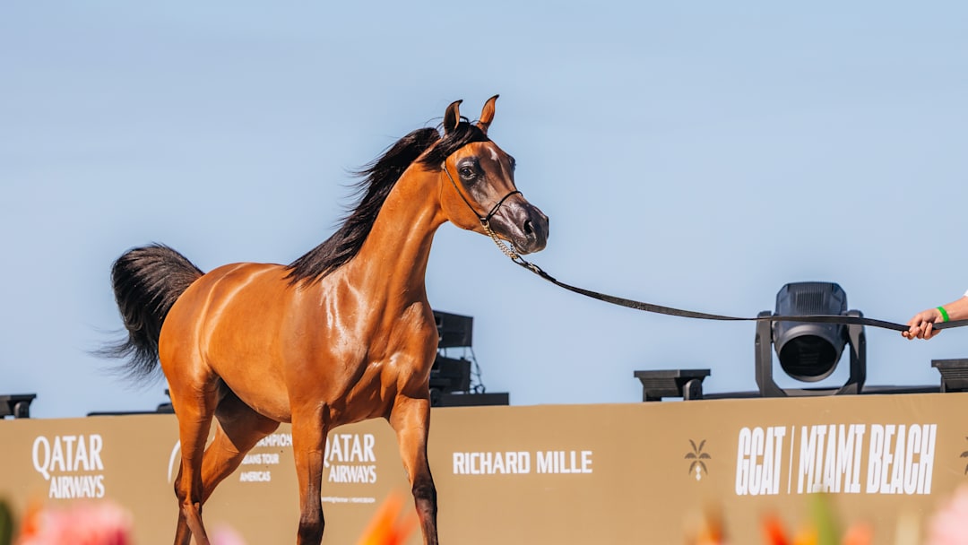 Global Champions Arabians Tour Miami Beach Presented by Qatar Airways