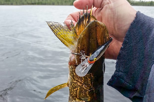 Best Northern Pike Lures: 5 Proven Baits That Trigger Aggressive Strikes