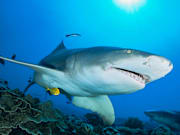 Sicklefin lemon shark swimming over the reef