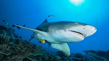 Sicklefin lemon shark swimming over the reef