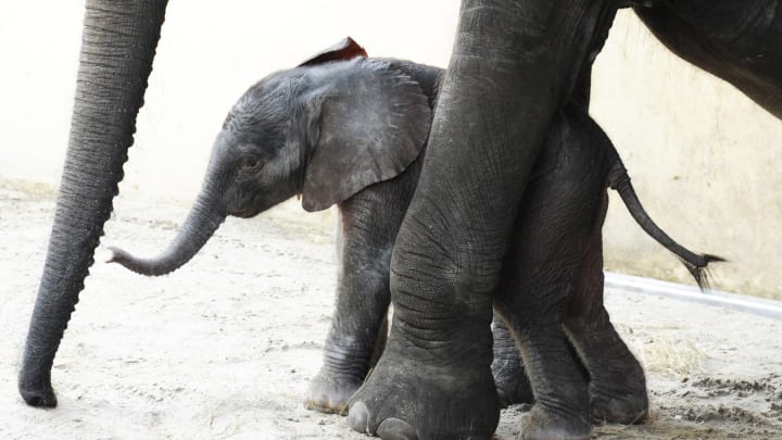 Baby Elephant Born At Walt Disney World