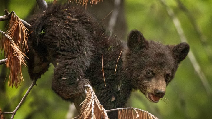 A black bear cub stunting for the camera.