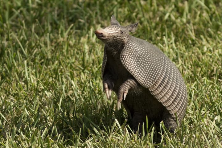 armadillo standing on hind legs in grass