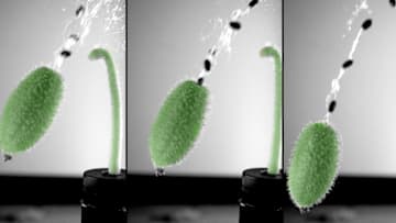 The squirting cucumber can blast its seeds dozens of feet from the parent plant. The stem and fruit of the plant have been colored green in this image.