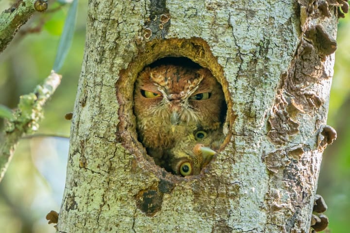 two eastern screech owls in a tree