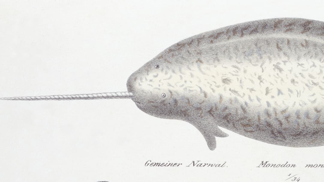 Narwhal and Dugong by Karl Joseph Brodtmann