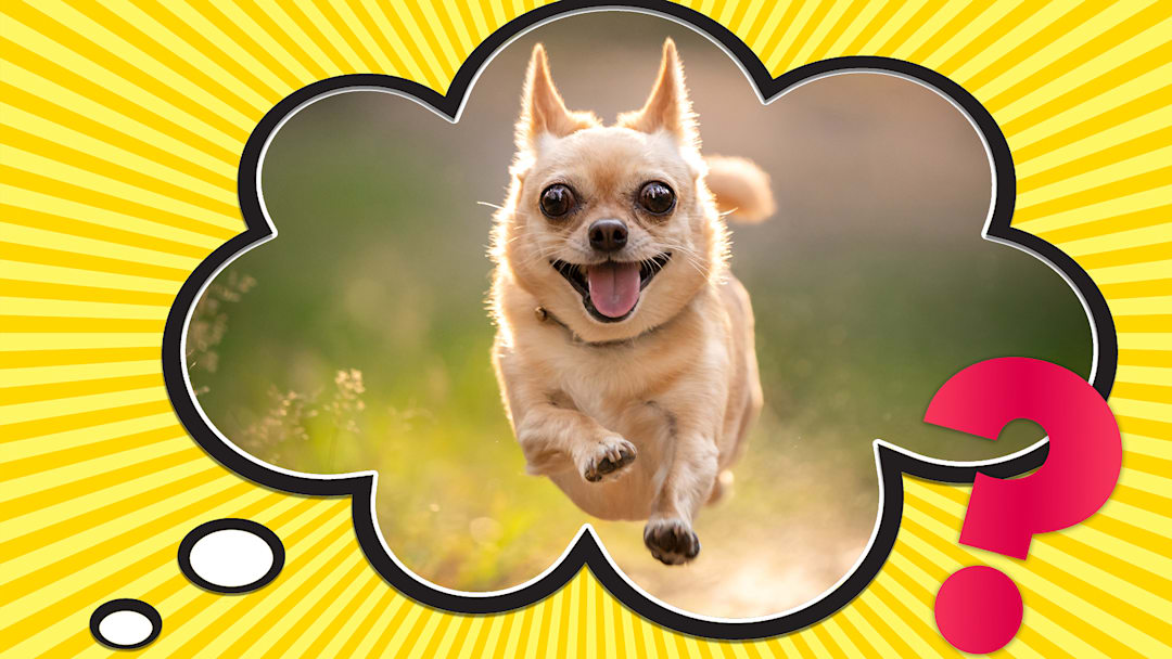 His name is probably not actually Fido.