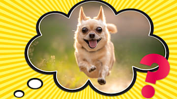 His name is probably not actually Fido.