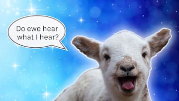 Said the little lamb to the shepherd boy ... 