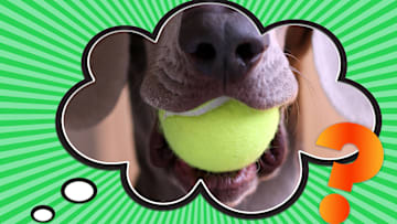 A dog and his favorite toy.