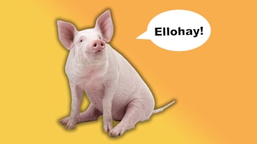 This little piggy says "hello." 