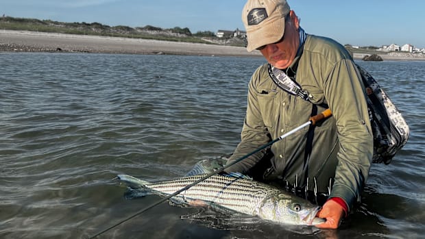 The author Ken Baldwin releasing a striped bass caught on the Orvis Helios D fly rod.