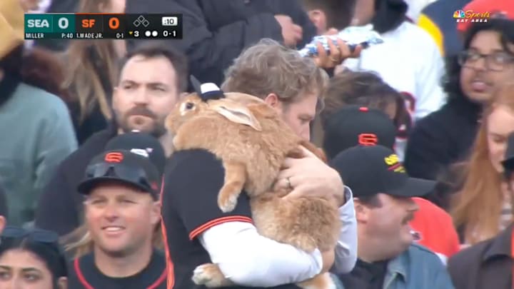 An emotional support rabbit enjoys some baseball.