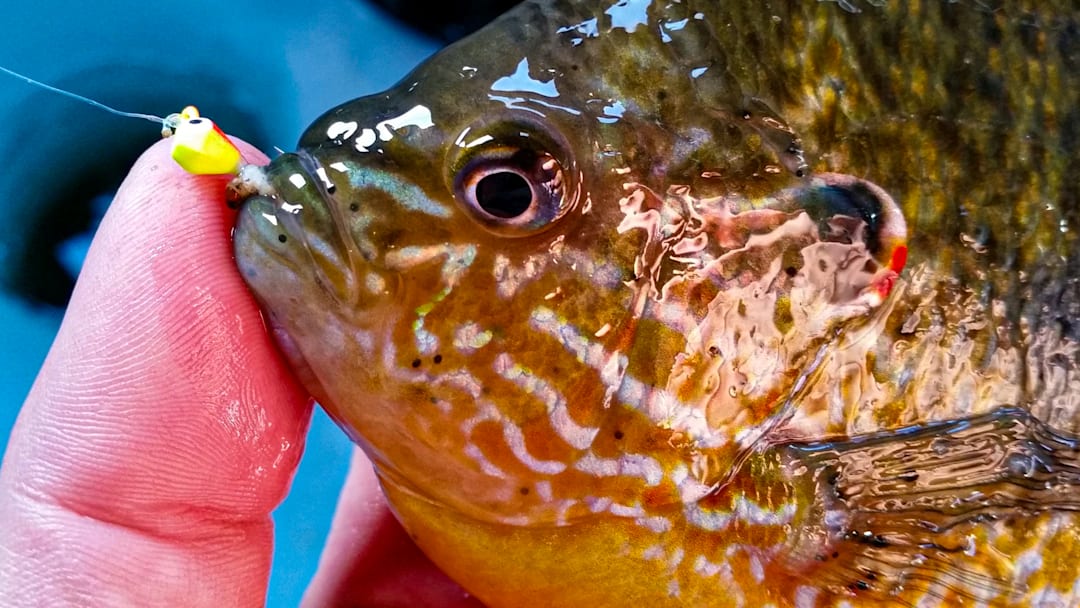 Nothing puts a bend in an ultralight rod quite like a beefy bluegill. Follow these tips to put more slab bluegills on the ice.
